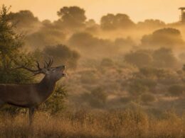 Ciervo macho bramando al amanecer en una dehesa observado desde gran distancia