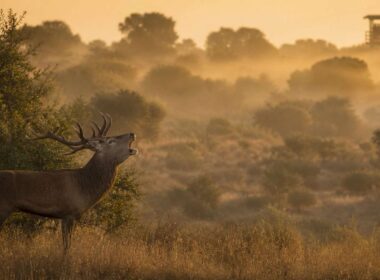Ciervo macho bramando al amanecer en una dehesa observado desde gran distancia