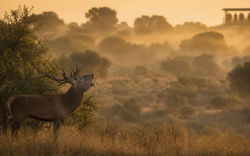 Ciervo macho bramando al amanecer en una dehesa observado desde gran distancia