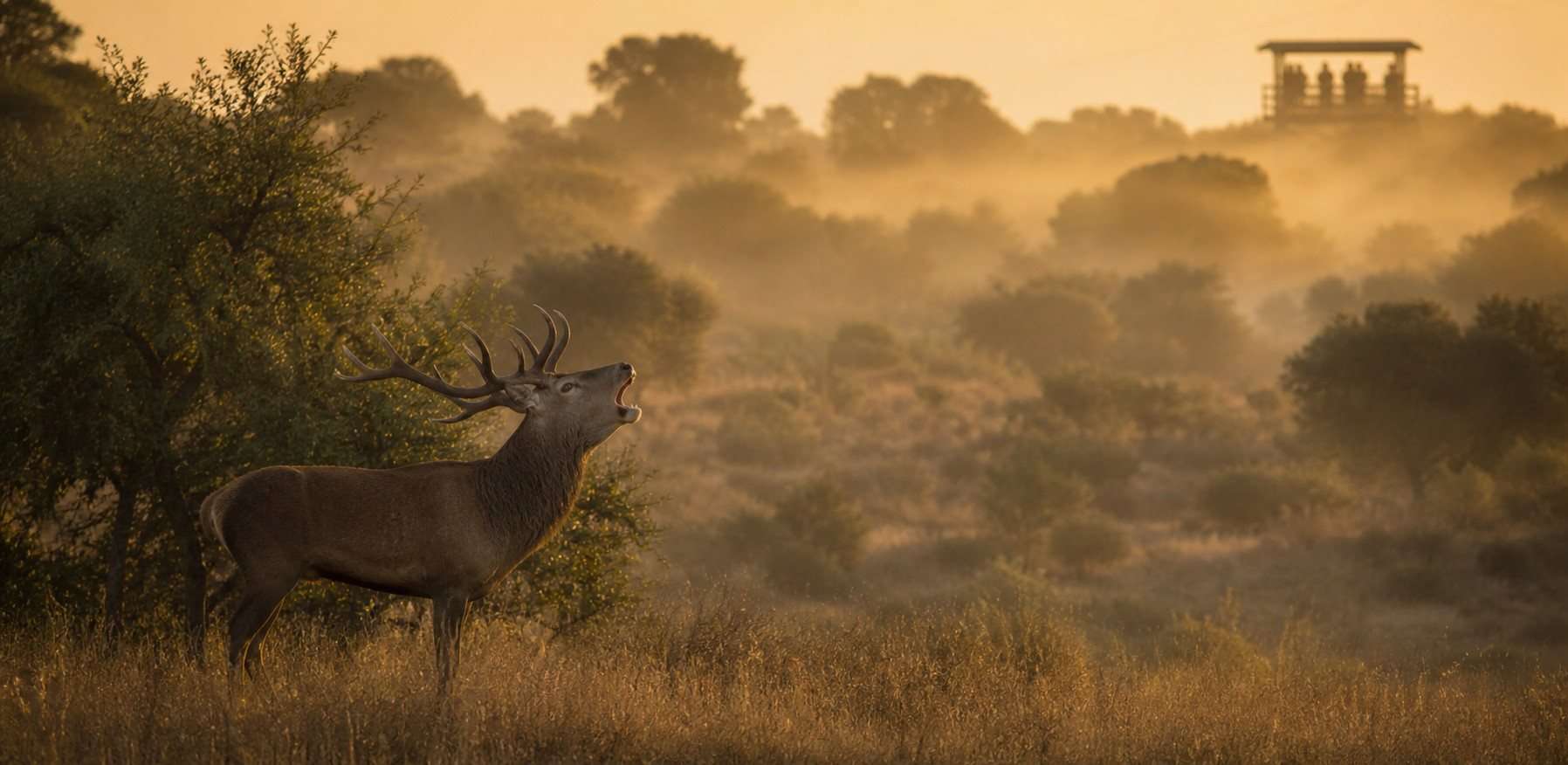 Ciervo macho bramando al amanecer en una dehesa observado desde gran distancia