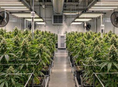 Cultivo de marihuana en un espacio controlado con ventilación y sensores ambientales