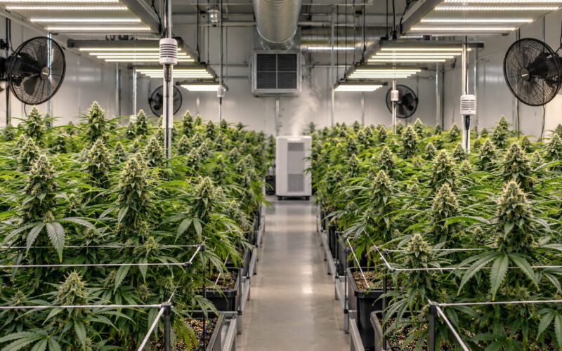Cultivo de marihuana en un espacio controlado con ventilación y sensores ambientales